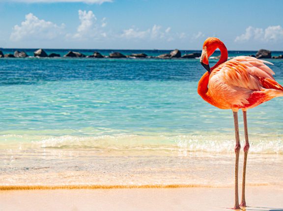 caribbean photo aruba flamingo
