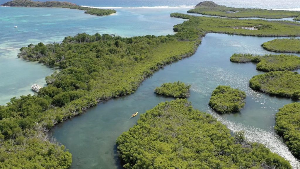 st thomas mangroves kayaking