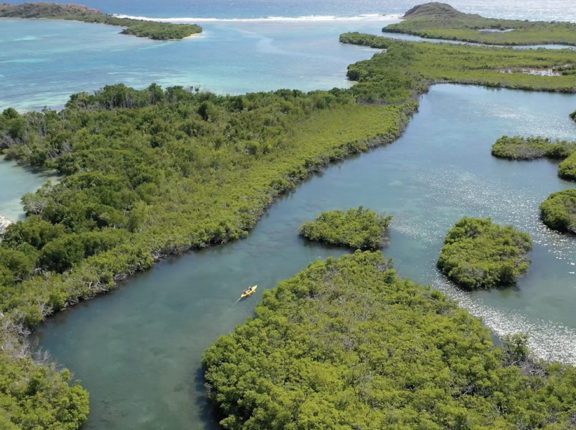 st thomas mangroves kayaking