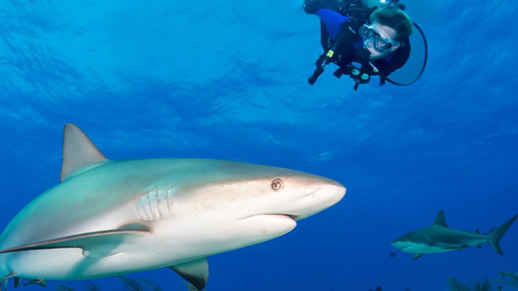 grand bahama dive festival