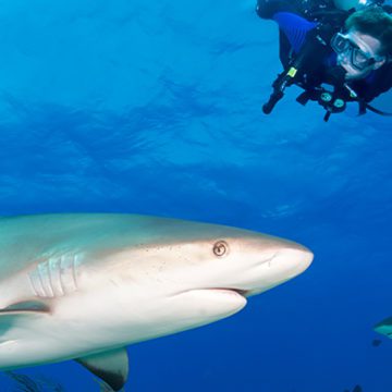 grand bahama dive festival