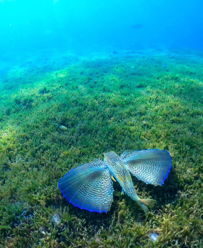 caribbean snorkeling martinique