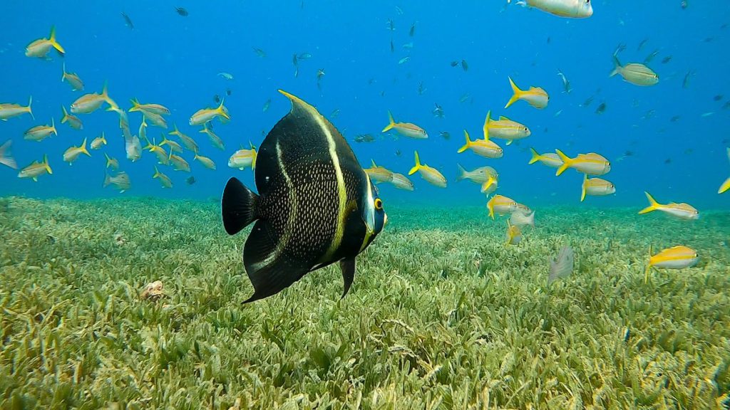 caribbean snorkeling martinique