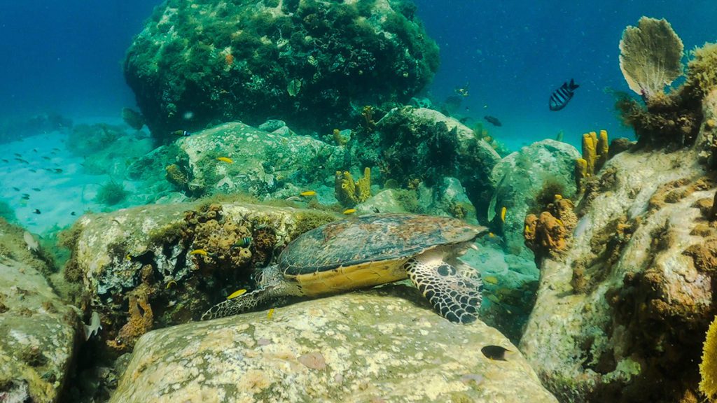 caribbean snorkeling martinique