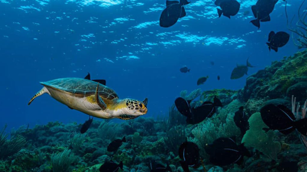 sea turtle