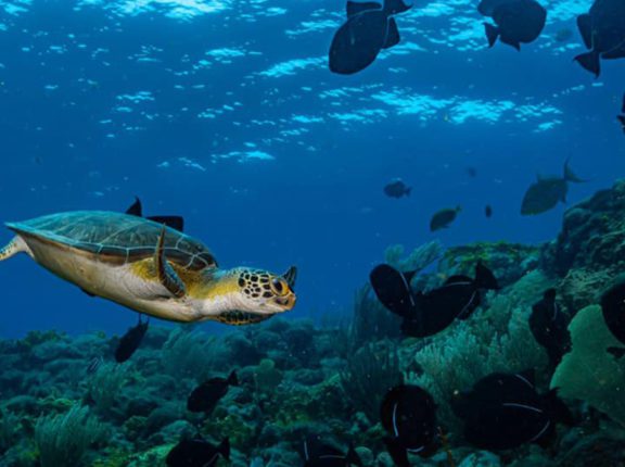 sea turtle