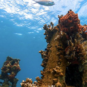 grenada reef voluntourism