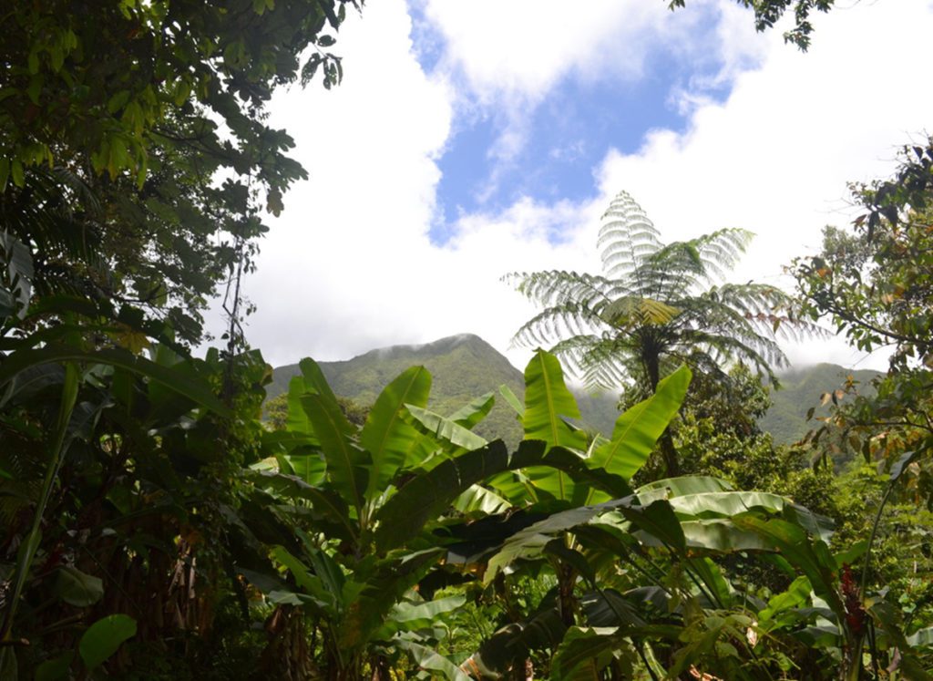 st kitts caribbean hiking