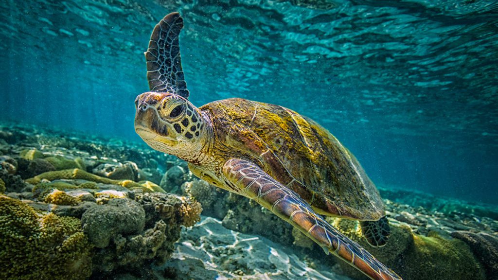 caribbean four seasons sea turtle