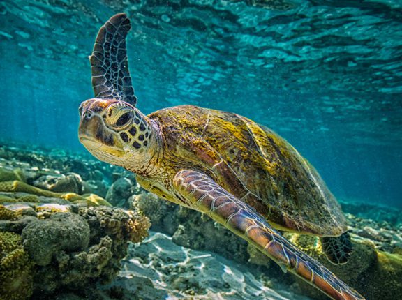 caribbean four seasons sea turtle