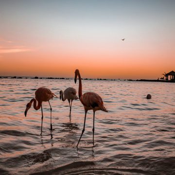 aruba curacao wind creek marketing