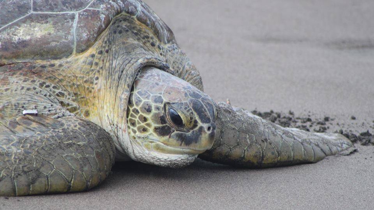 The Caribbean’s Tour de Turtles