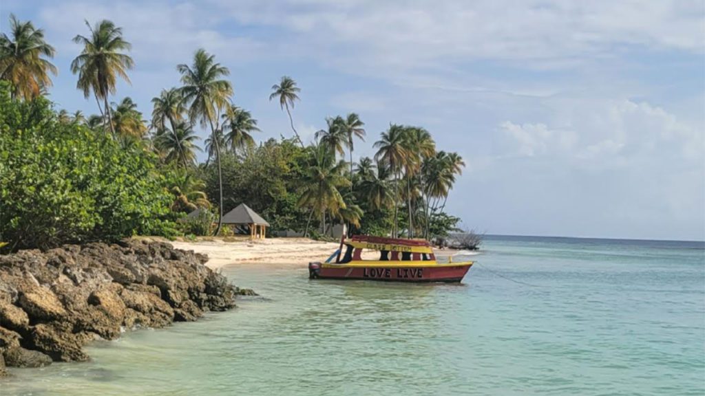 tobago caribbean photo pigeon