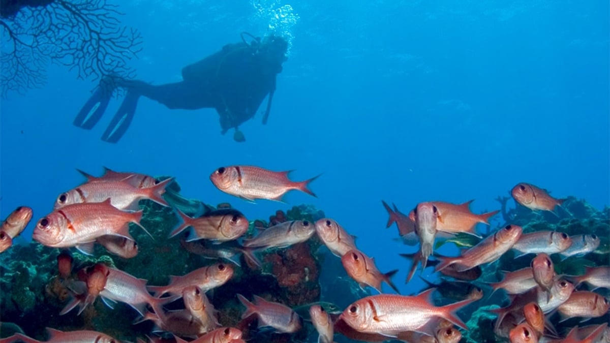 The Best AllInclusive Dive Resorts in the Caribbean