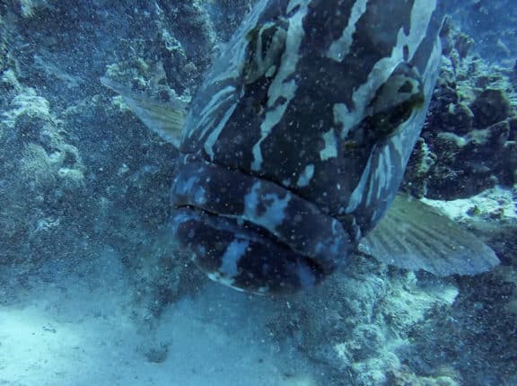 caribbean scuba diving grouper