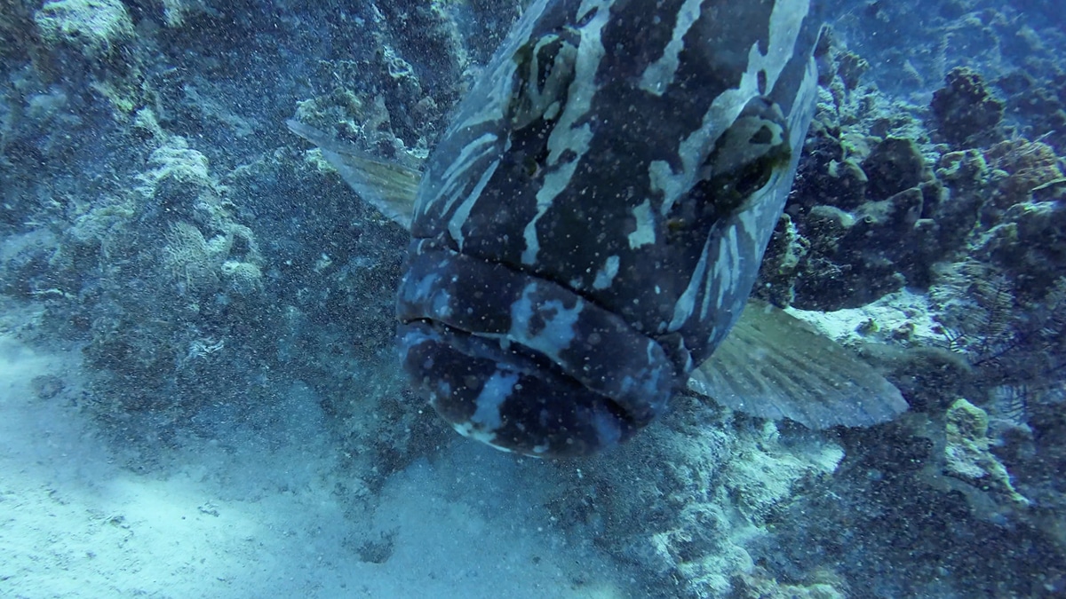 caribbean scuba diving grouper