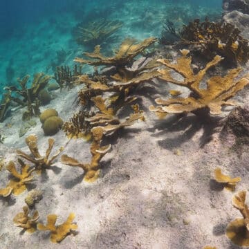 bonaire reef