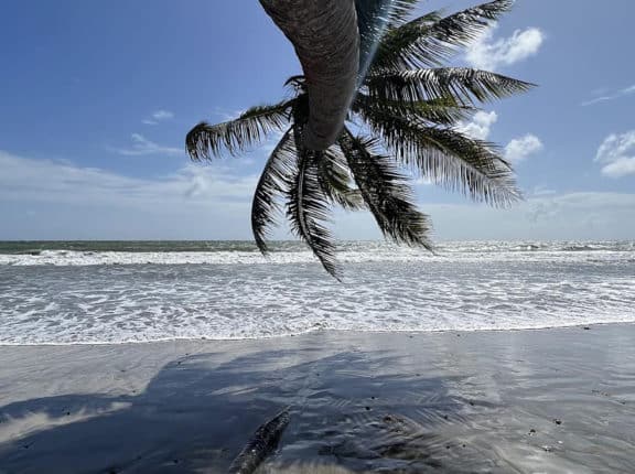 a palm tree hanging over the beach in little rocky bay, tobago