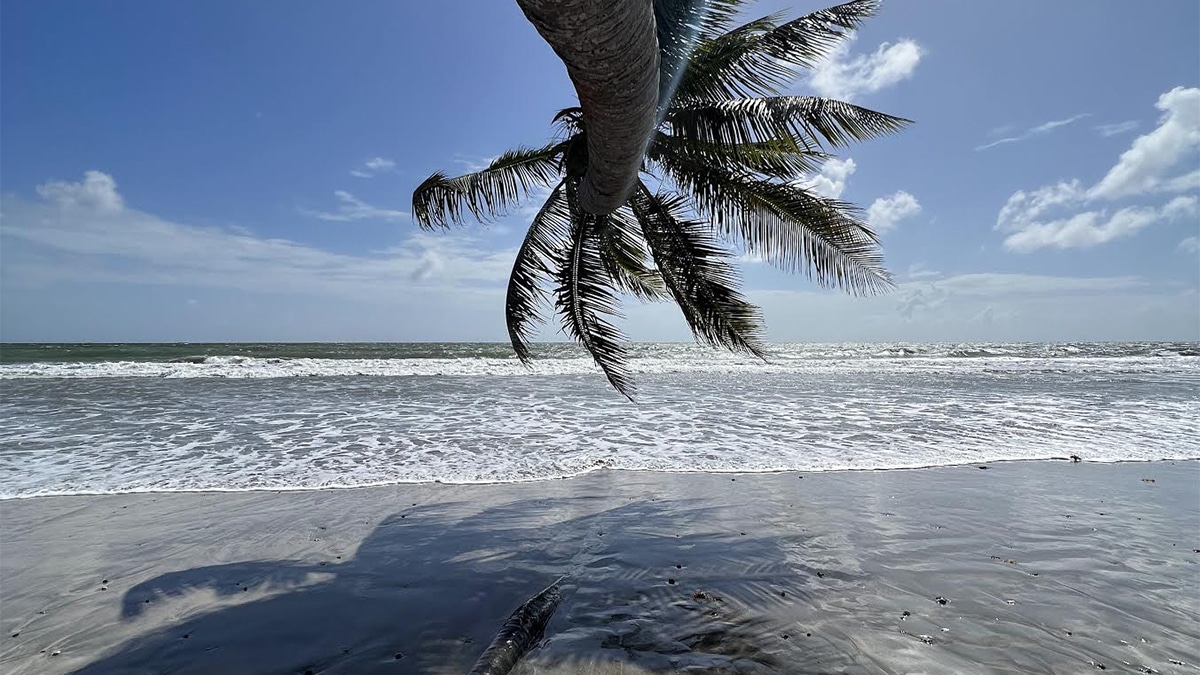 a palm tree hanging over the beach in little rocky bay, tobago