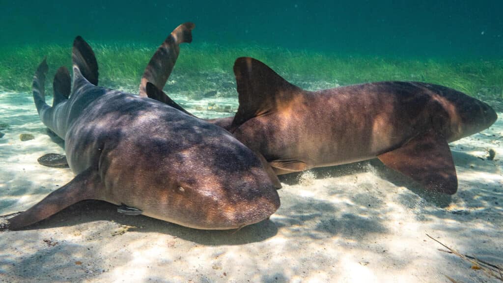 Bahamas Bimini Sharks