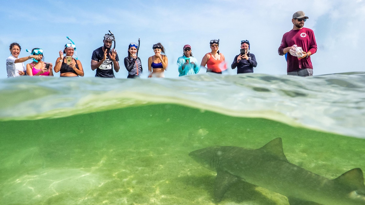 Learning to Love Sharks on Bimini in the Bahamas