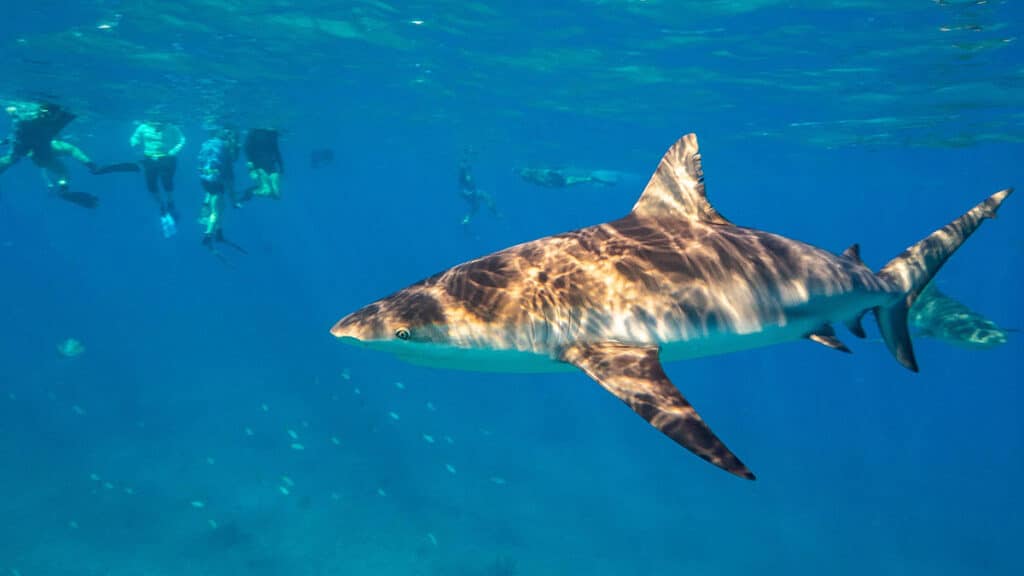 A shark in Bimini.