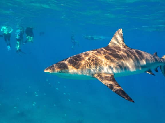 A shark in Bimini.