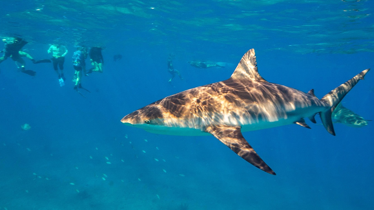 Learning to Love Sharks on Bimini in the Bahamas