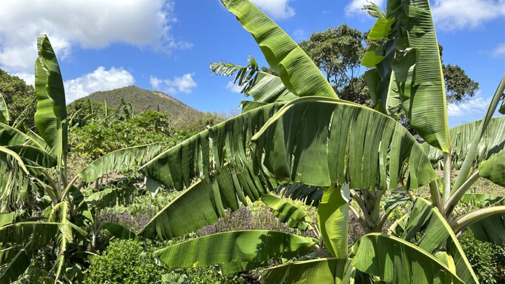 st kitts caribbean