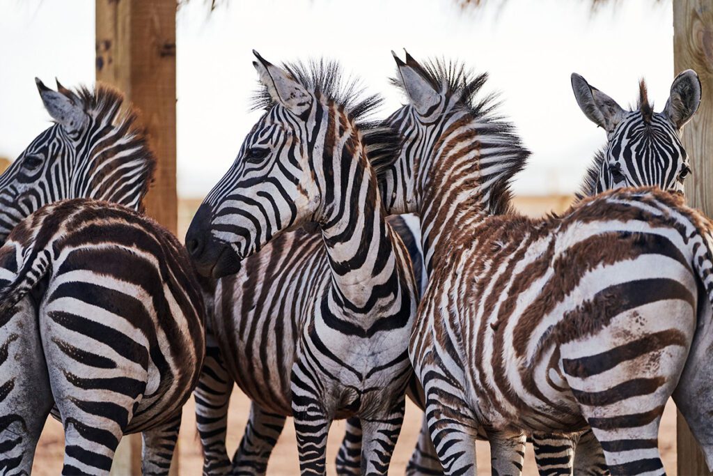 british virgin islands all-inclusive