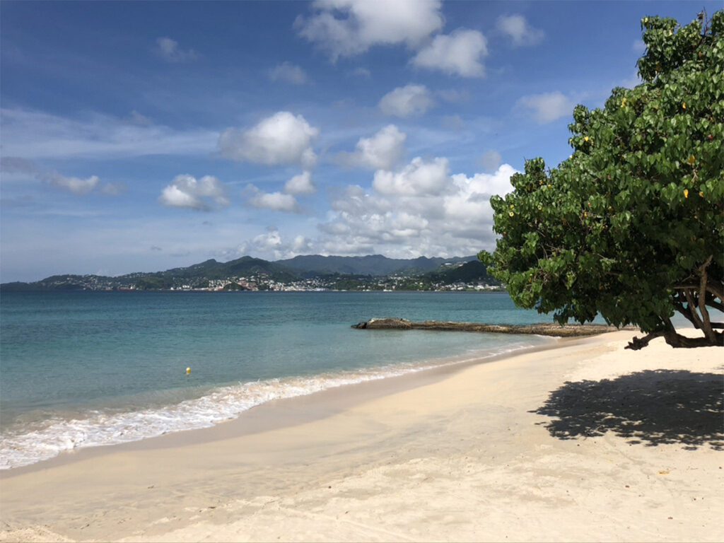 a tree on the sand on grand anse beach