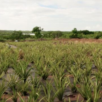 bahamas eleuthera pineapples