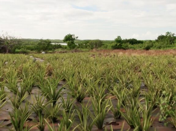 bahamas eleuthera pineapples