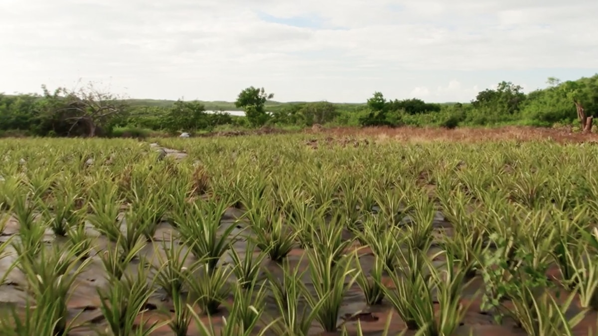 The Bahamas’ Pineapple Fest Is Back in Eleuthera