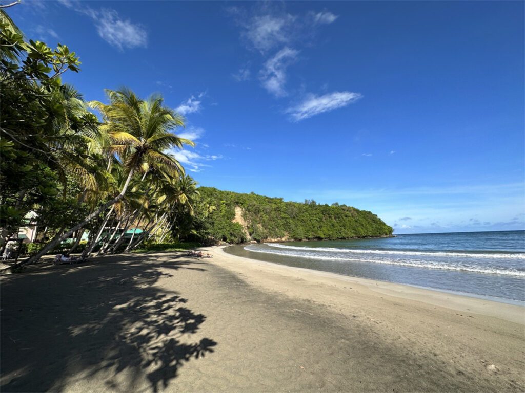 palm trees at the edge of the beach.