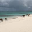 barbuda caribbean photo