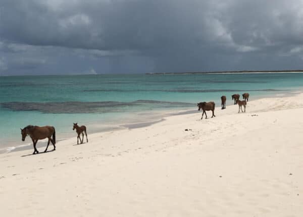 barbuda caribbean photo