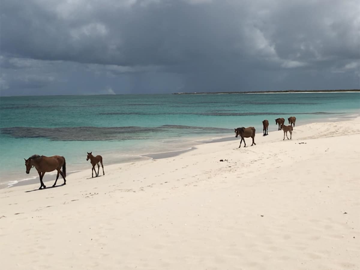 barbuda caribbean photo