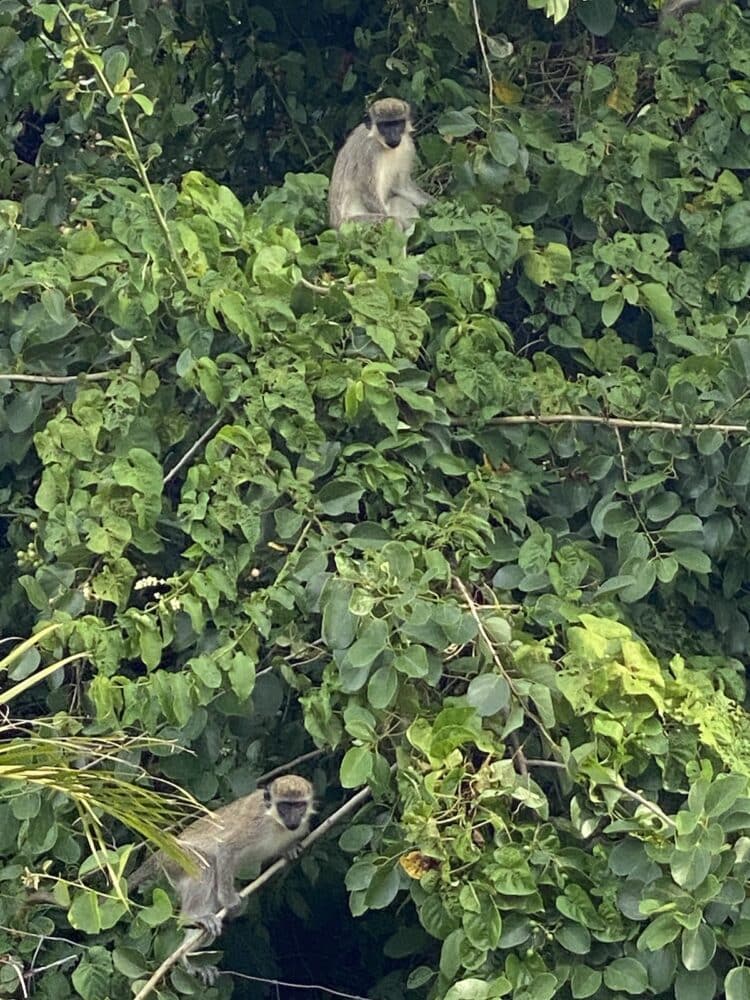 nevis monkey