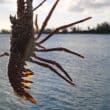 anegada lobster