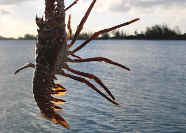 anegada lobster