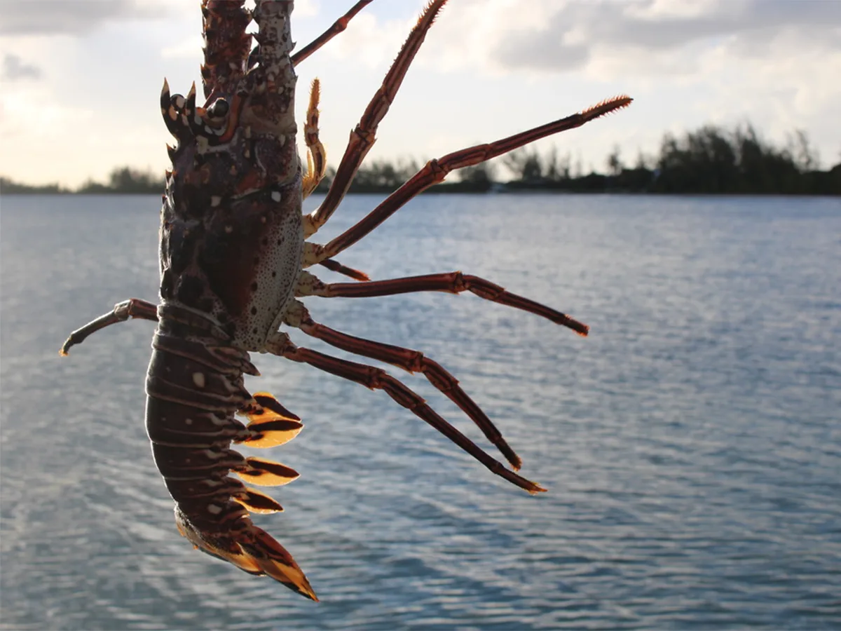 anegada lobster
