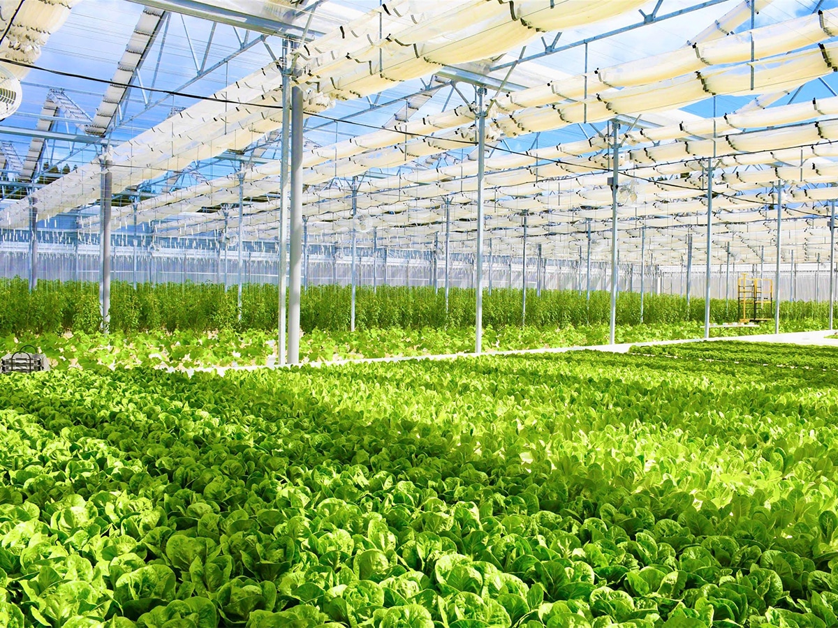 farm at caribbean hotels