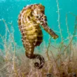 bahamas national park seahorse under the water