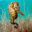 bahamas national park seahorse under the water