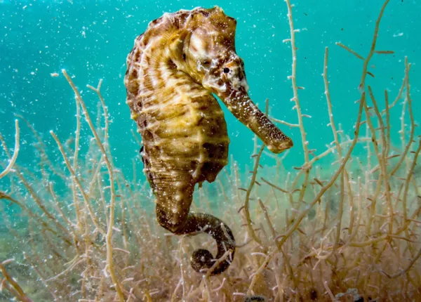 bahamas national park seahorse under the water