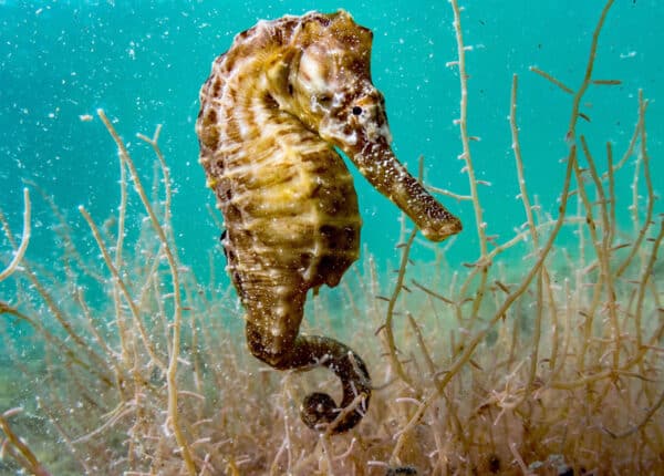 bahamas national park seahorse under the water