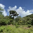 trees in background with farm in front