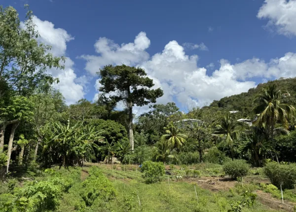 trees in background with farm in front