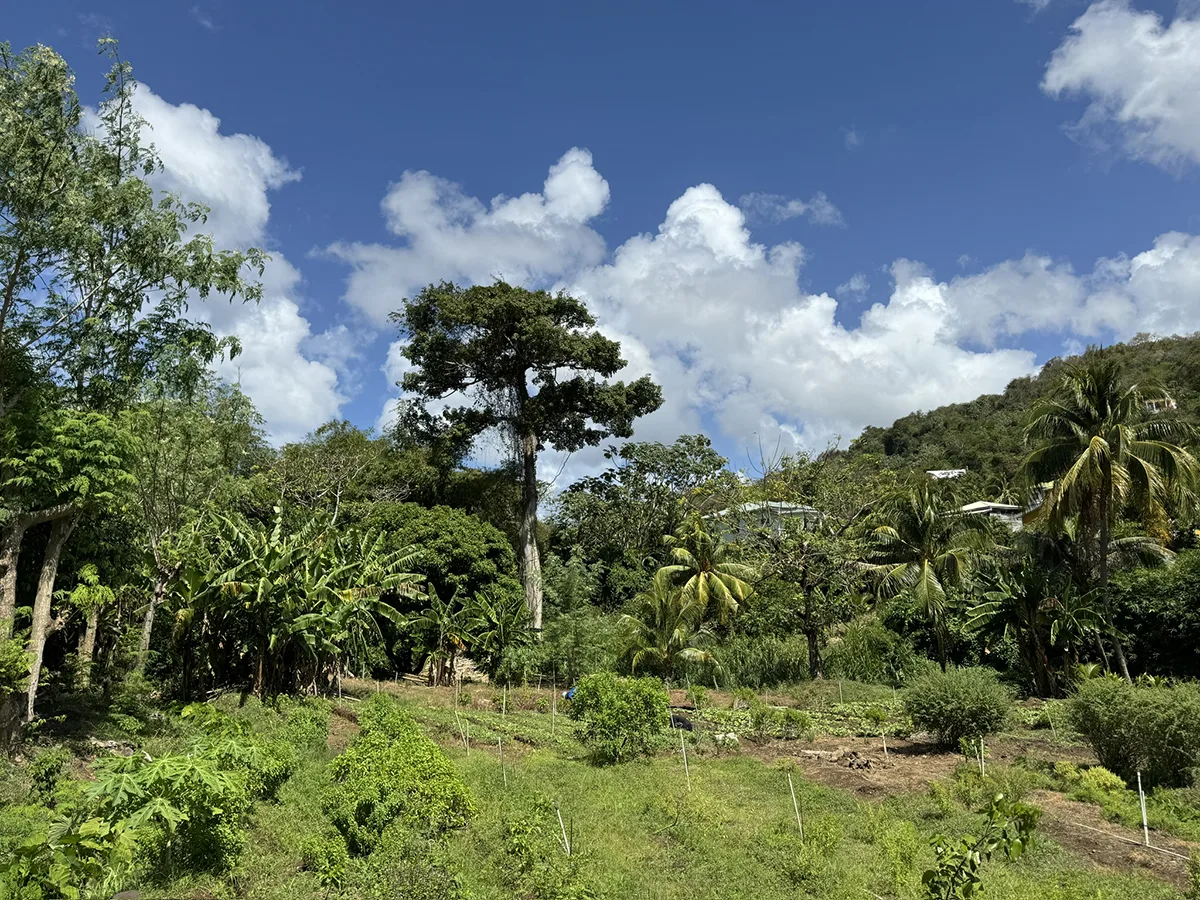 trees in background with farm in front